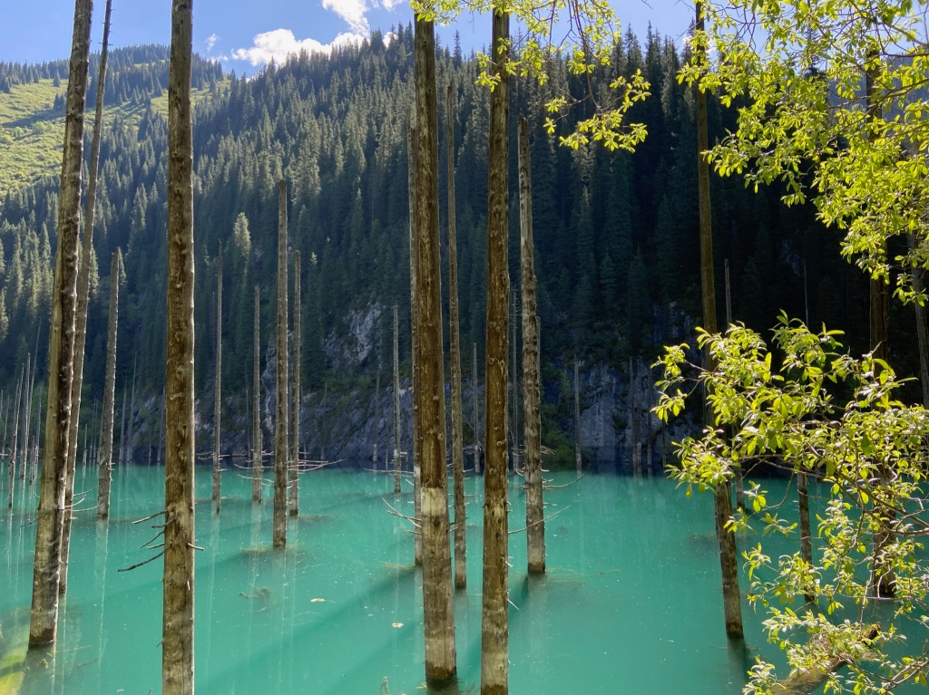 Bright blue lake with trees emerging from it. The trees have no leaves or branches on them. In the background is one side of the valley which is rocky and covered in a dense pine forest